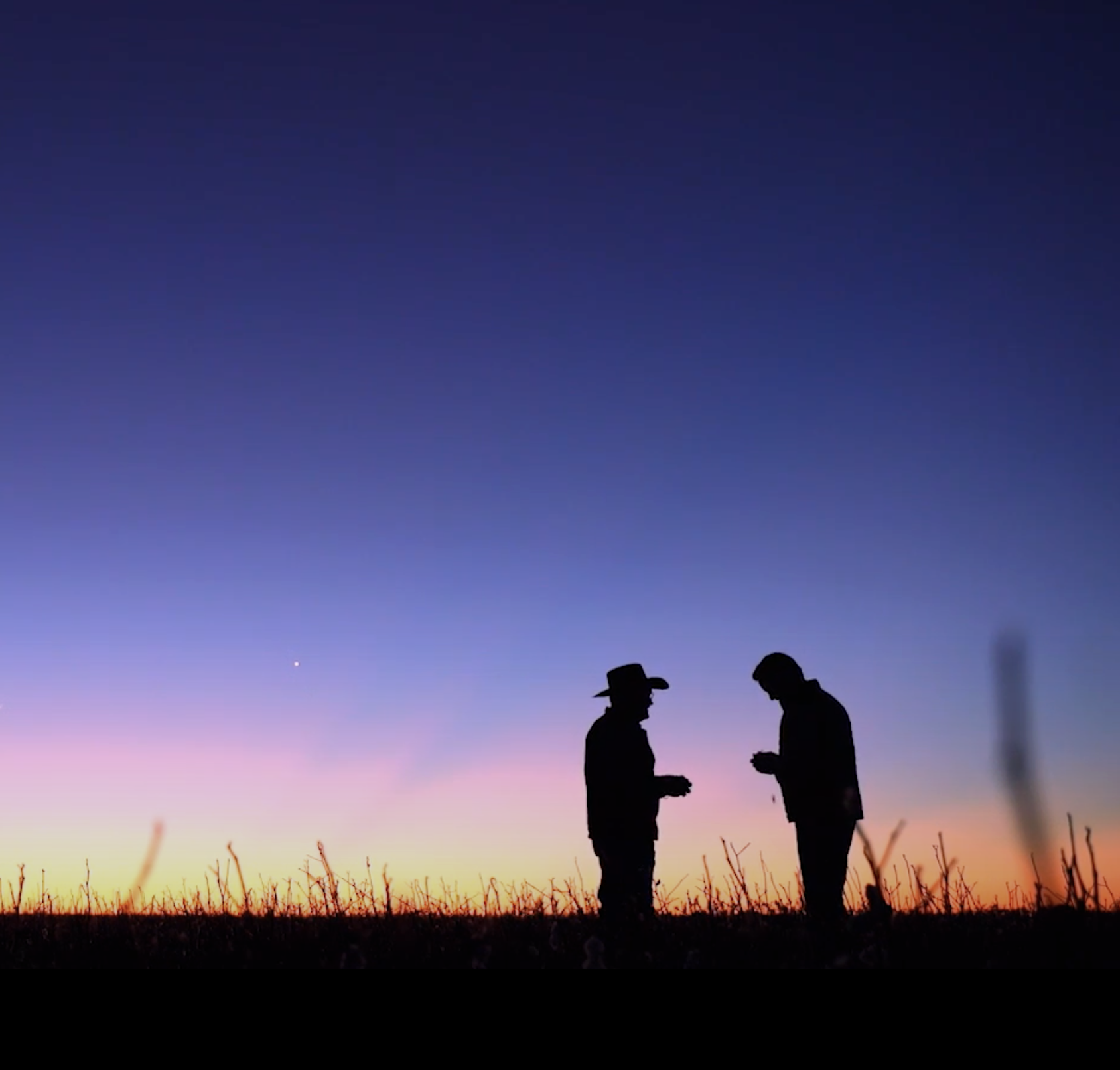 the cotton board: forever cotton